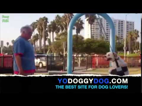 Man Pushes Dog on Swing Like a Baby- SO CUTE!