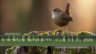 Wren Song & Call - The sounds of a Eurasian Wren singing