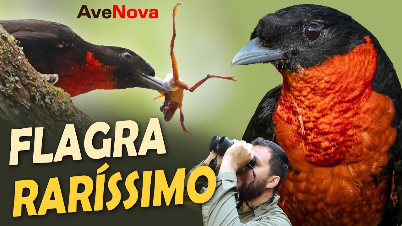 Predação rara em uma PASSARINHADA na Bahia | AveNova 2025