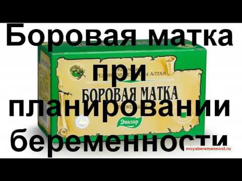Боровая Матка при Беременности Боровая Матка при Беременности