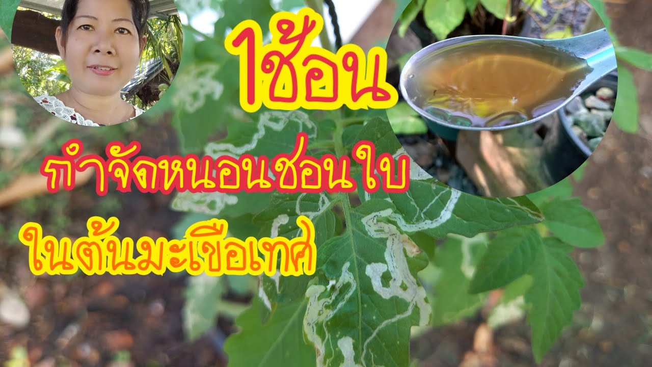 สูตรกำจัดหนอนชอนใบในมะเขือเทศแมลงศัตรูพืชแบบง่ายๆแม่วีchannel