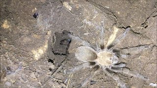 Nighttime Tarantula Adventure: Finding Aphonopelma hentzi in the wild