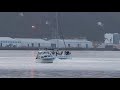 Southern Right Whale in Wellington harbour - New Zealand