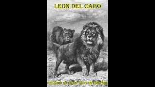 León del Cabo (Panthera Leo Melanochaitus) - Lo se todo en Español