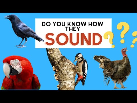Do you know the sound of a turkey, a red parrot, a raven, and a woodpecker?