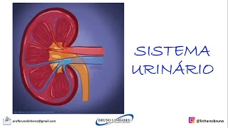 Sistema Urinário