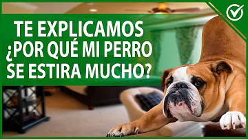 ¿Por qué los perros se estiran antes de que los cojas?