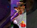 raat ko ye dog kaha sota hoga? #funny #dogs video #balck dog