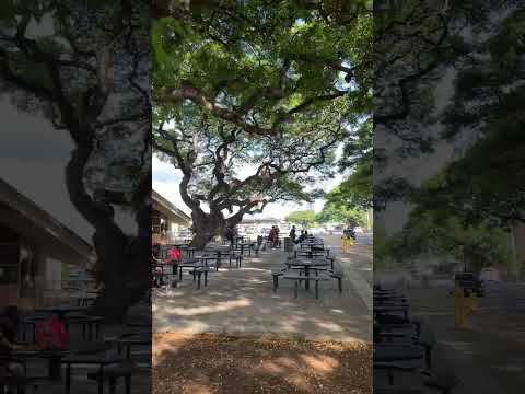 President William McKinley High School: Honolulu Hawaii Best for Students Lovely campus #honolulu