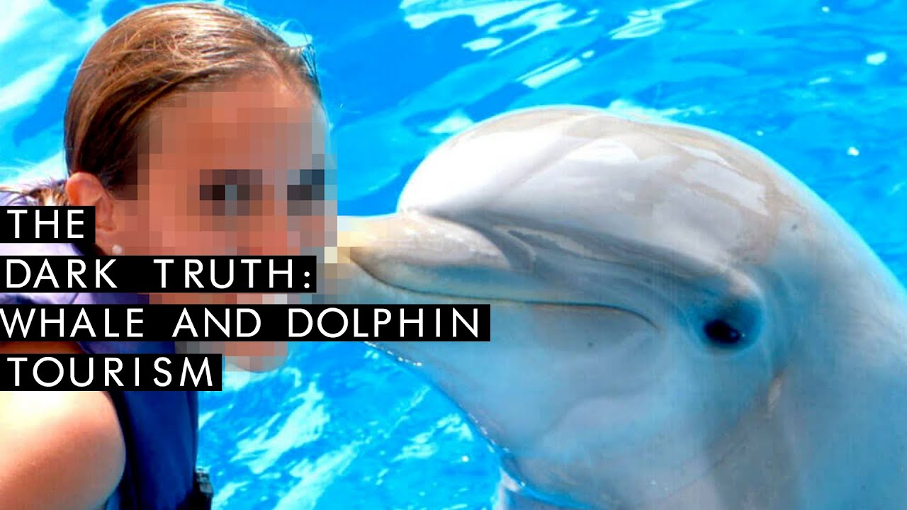 Are Dolphins Okay In Captivity?