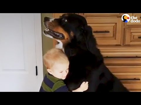 Kids and Dogs Growing Up Together | Animal Best Friend Compilation | The Dodo Daily