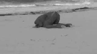 Head in the Sand, From YouTubeVideos