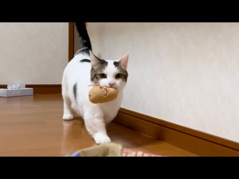 遊んだおもちゃを後片付けできる猫がめっちゃかわいい 【 #Shorts 】