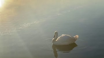 A preening swan