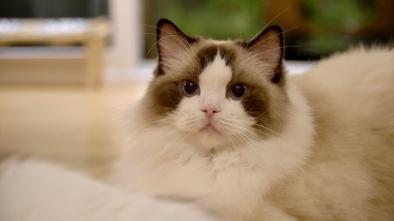 고양이도 자식 편애를 해요! (Ft. 앰버의 하루)