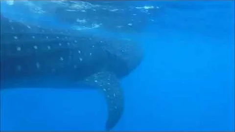 Whale Sharks with Justin Nuckolls