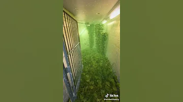 This Underwater Subway Is Insane Shorts 