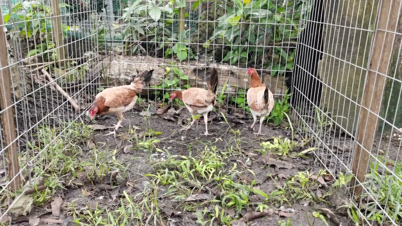 Boston Roundhead pullets