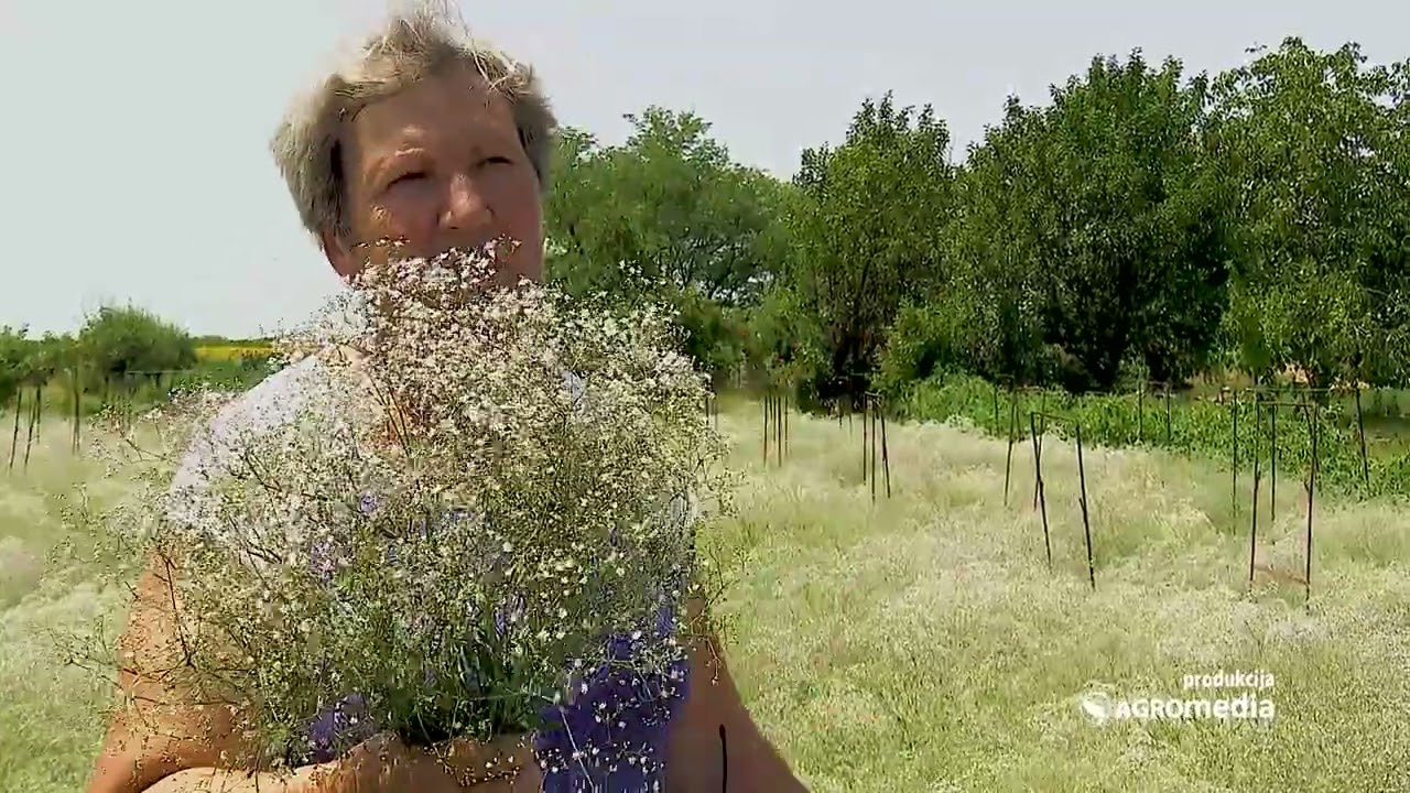 Ovo Cveće se Dodaje u Svim Buketima - A da li MOŽE DA SE ZARADI od Njegove Proizvodnje?