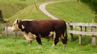 LOT 55: KOANUI MILTON 240135 — 2026 Bull Sale