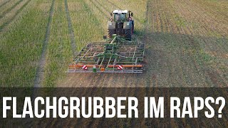 Geht das gut? Stoppelsturz im Raps mit dem Flachgrubber von Amazone