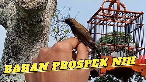 Pagi dapat mikat,Sore jinak itu biasa‼️Sogon prospek y gini🤩