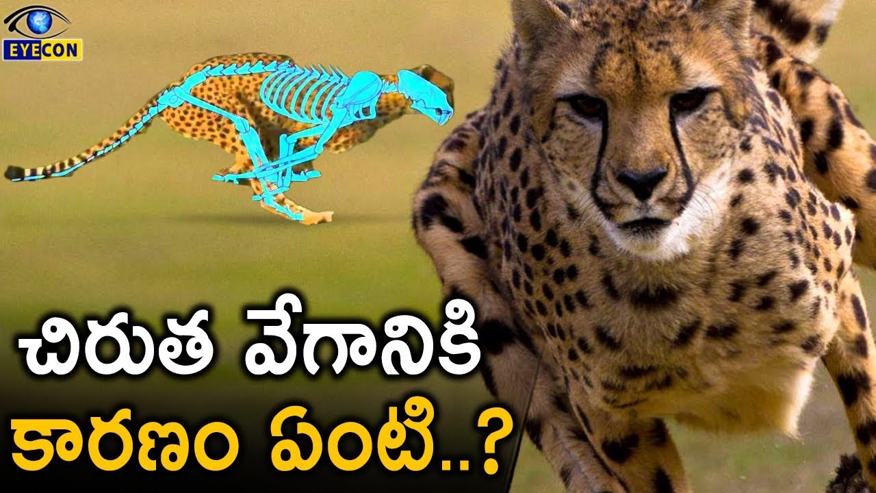 చిరుత వేగానికి కారణం ఏంటి..? | Cheetah Speed Facts | Eyecon Facts - YouTube
