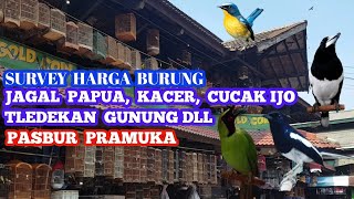 SURVEY HARGA BURUNG : JAGAL PAPUA, TLEDEKAN GNG, KACER, CAK IJO DLL -  YouTube