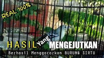 HASIL YANG SIGNIFIKAN TERAPI dan perawatan BIKIN SIRTU GACOR #sirtugacor