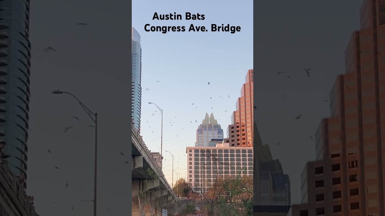 Austin Bats