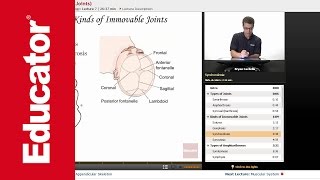 Articulations and Joints