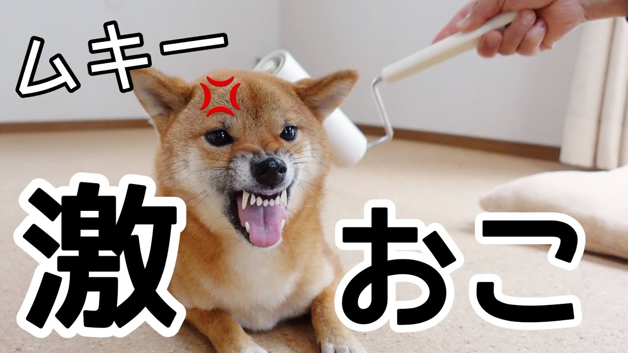 怒る 吠える コロコロ前は好きだったのに 嫌いになった柴犬 おやつで練習したら Youtube