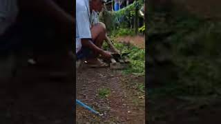 Mbs1348 Chips Vegetables Chicken Feeds