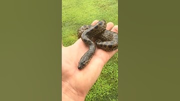 after Vs Before snake 🐉 video #shorts