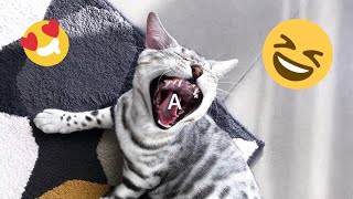 Funniest Cats and Dogs Videos  ||  Hilarious Animal Compilation №345