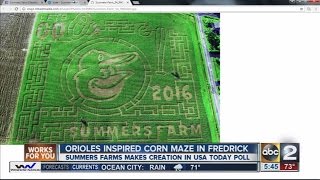 Orioles-inspired maze in Frederick