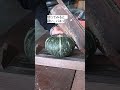 完熟のオレンジ色 加世田かぼちゃ初出荷