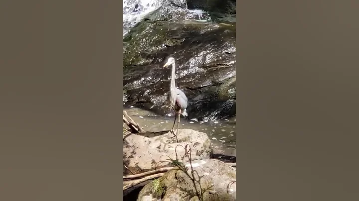 surprise company at neighborhood waterfall