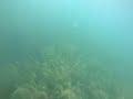 Heimstettener See unter Wasser 7