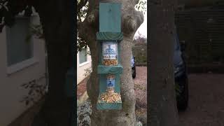 Make sure you keep your bird feeders filled and your bird bath clean and full of fresh water.