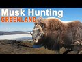 Musk ox and Reindeer Hunting in Greenland / 2019