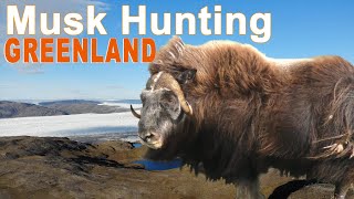 Musk ox and Reindeer Hunting in Greenland / 2019 (Chasse bœuf musqué)