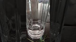 Reproduciendo una planta de Romero facil #natural #plantas