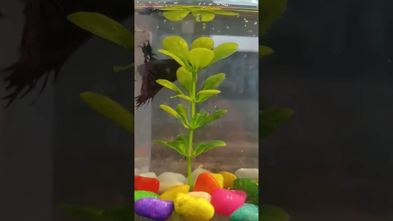 small fish tank for betta