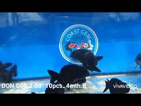 (DON-G00)High Quality Thai no-eye Jet black Ranchu smooth curve mix ...