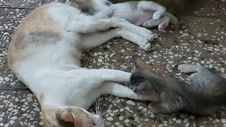 kittens learning fighting and playing with mother cat