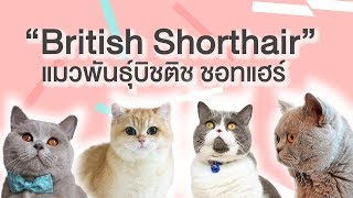 EP3 : เรื่องราวของแมว บิชติช ชอทแฮร์ (British Shorthair)