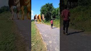 Big Dinosaur Chase T-Rex Chasing Part-34