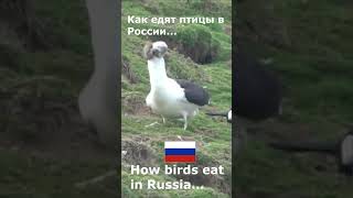 south korea vs russia (meme)