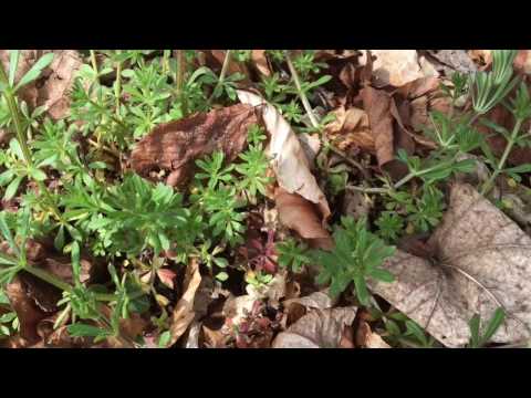 Video: Sumpf-Labekraut
